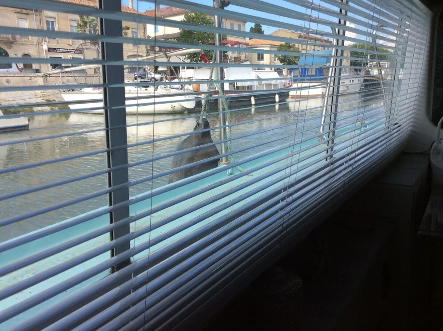 Penichette Oiseau Bleu