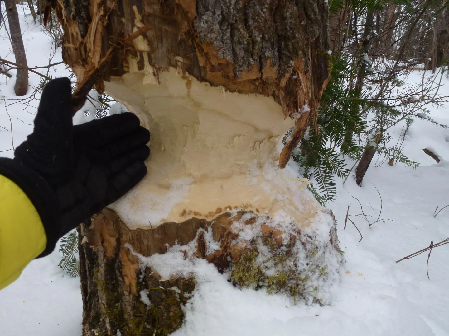 Domaine le Bostonnais