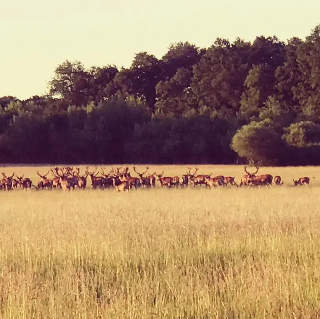 Château des Essards