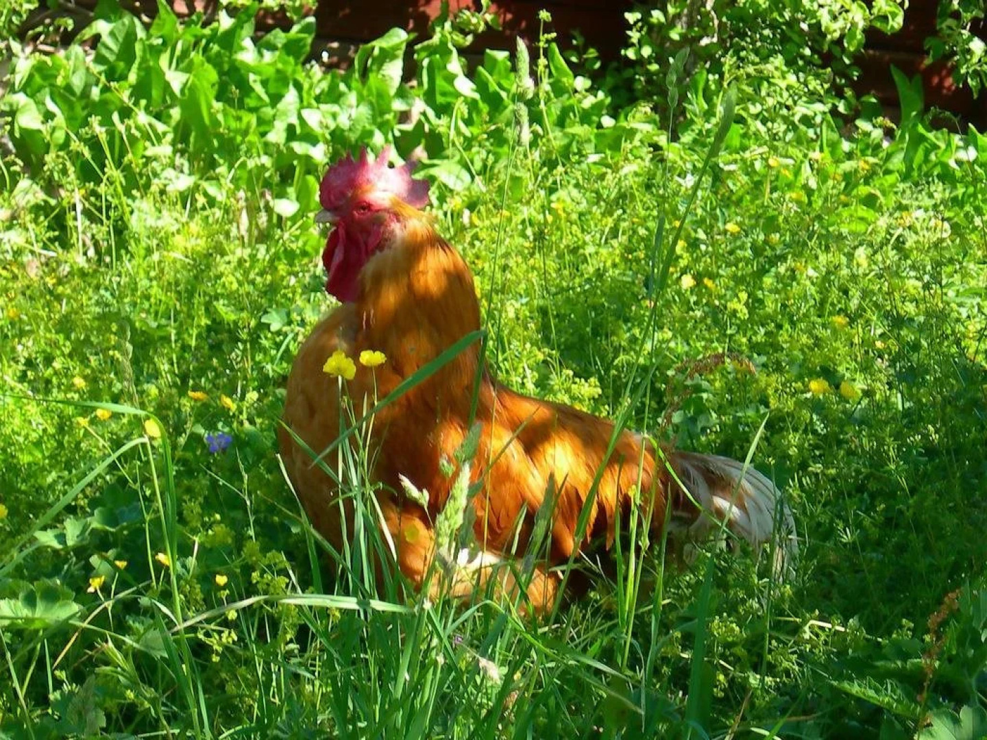 Wiborggarden Bed And Breakfast