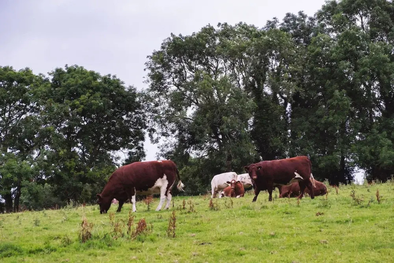 Hawthorn Cottage at Collihole