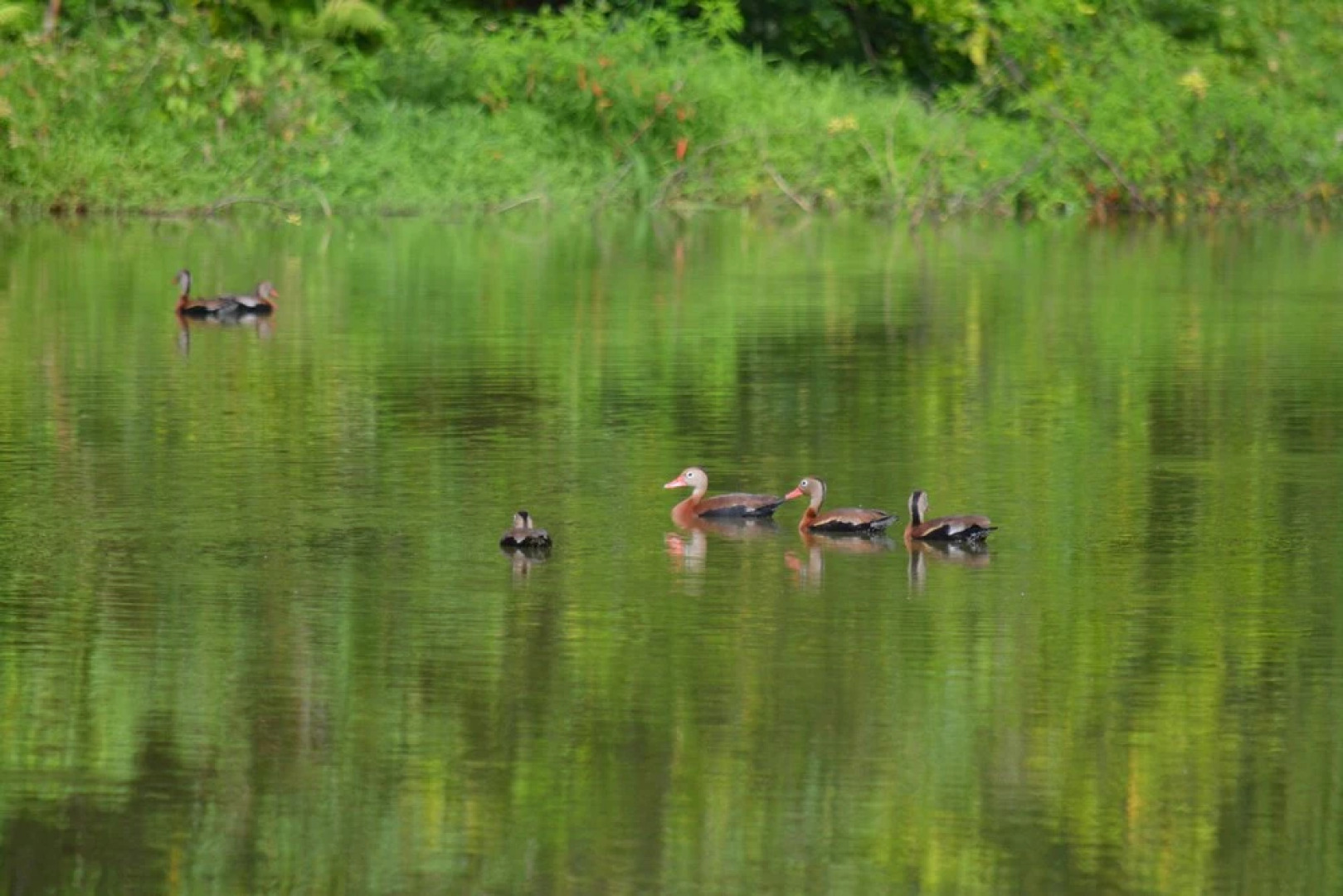 Albergue La Laguna Corcovado Park