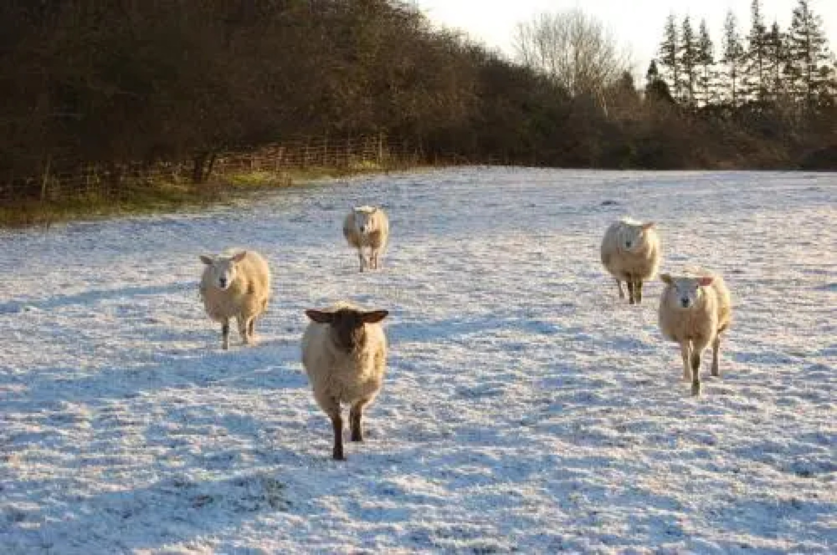 The Farm Snead Bed & Breakfast
