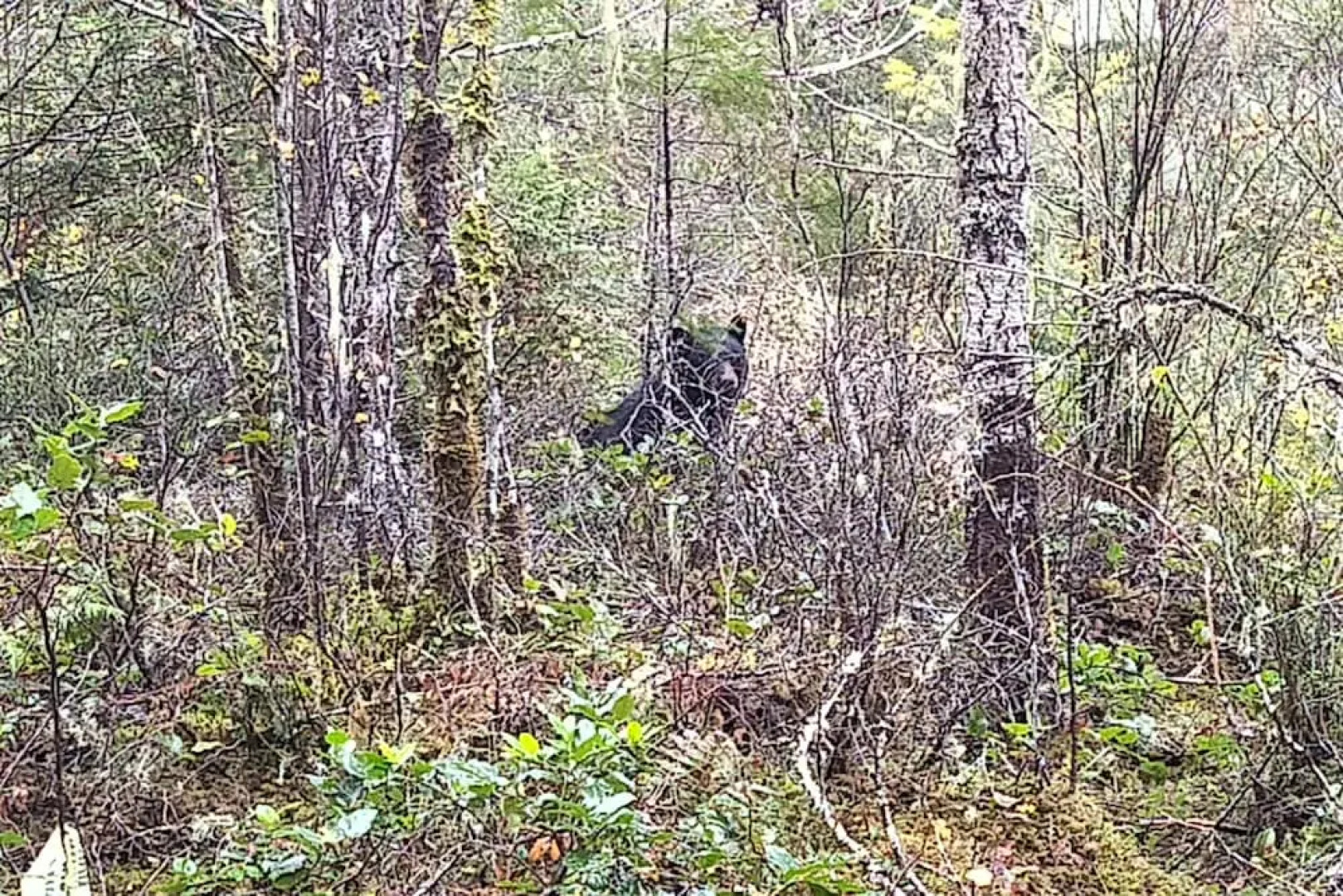 The Cabin at Moon Dance