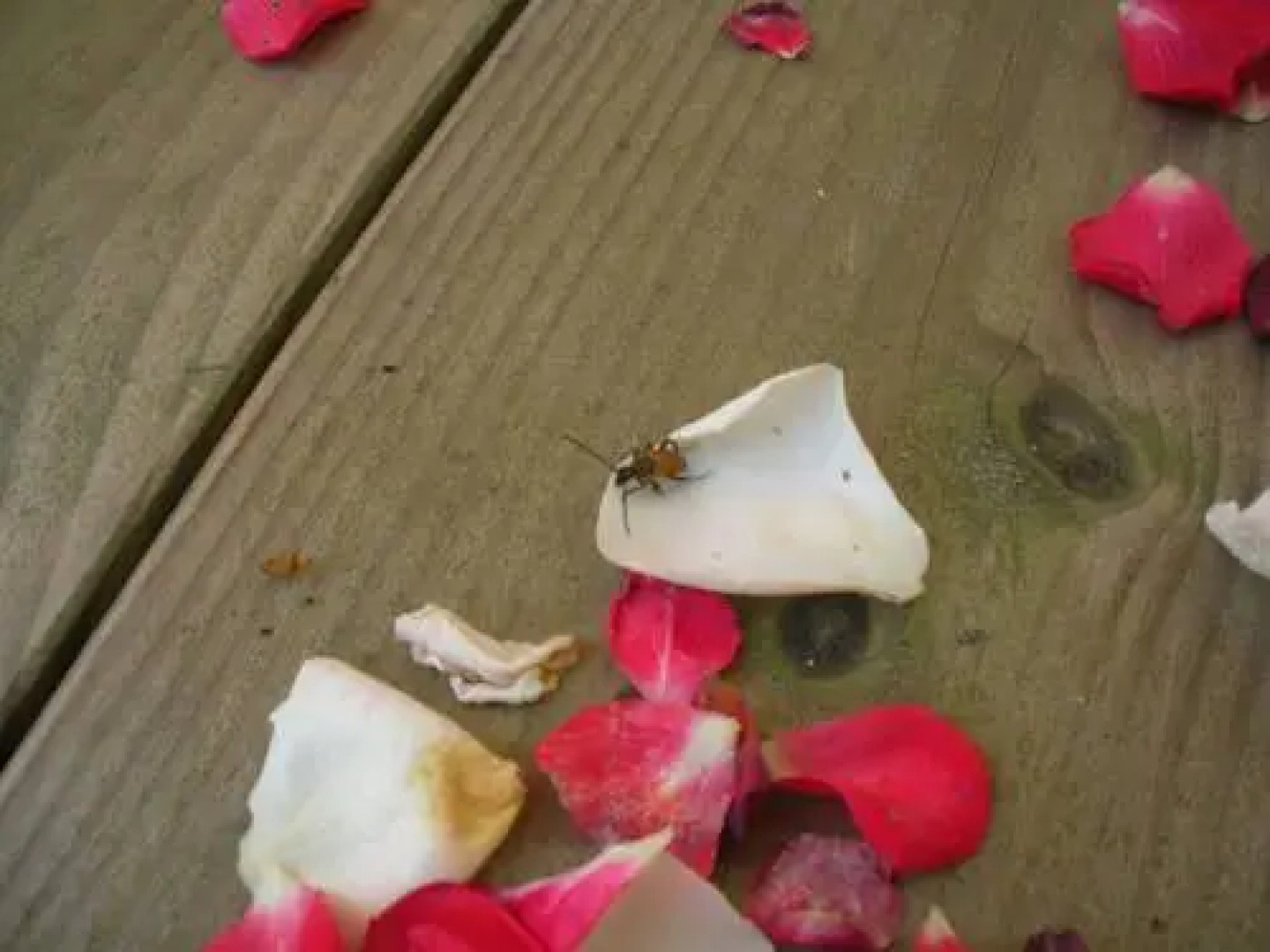 Rives Nature Campsite