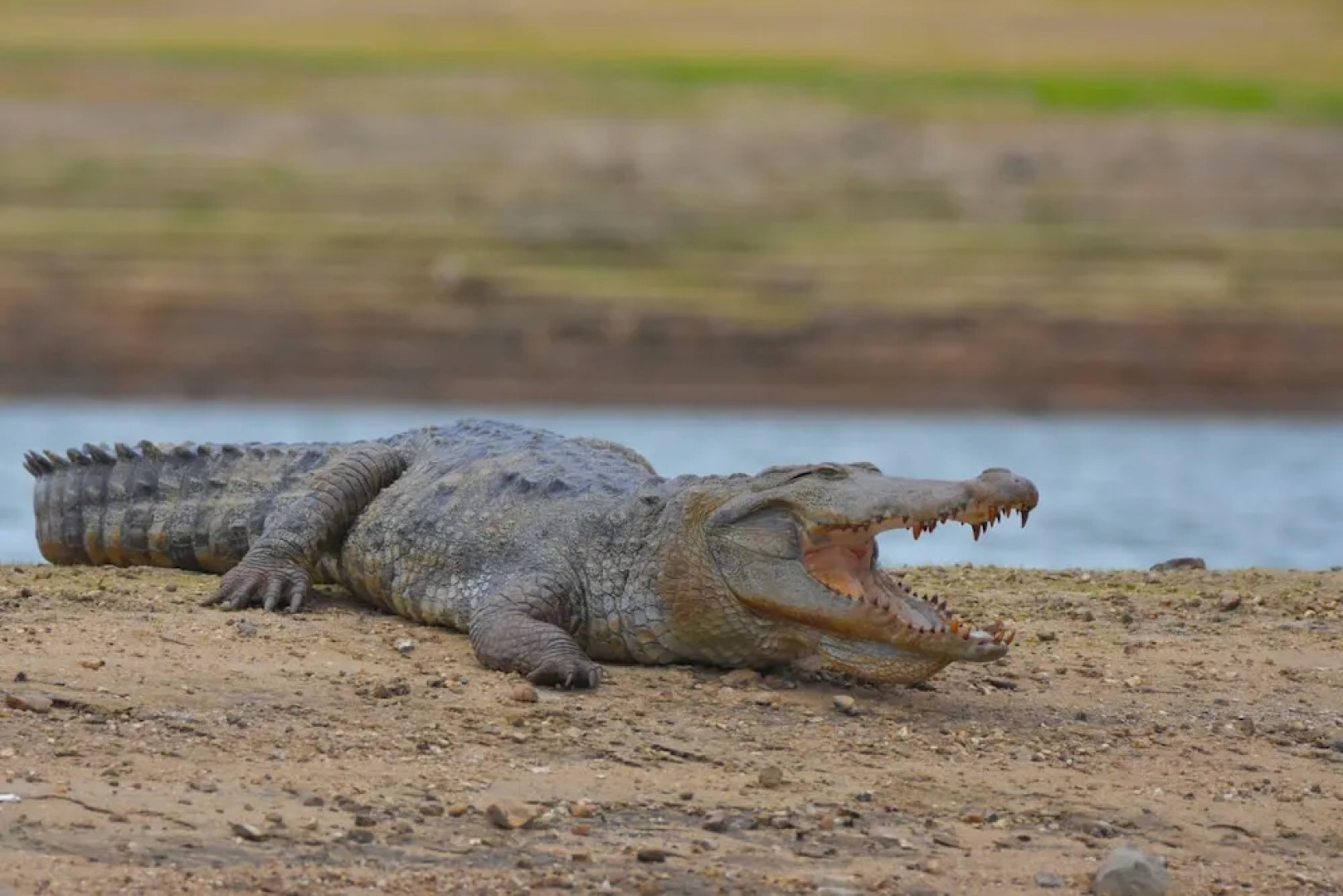 Explorer by Eco Team- Gal Oya National Park