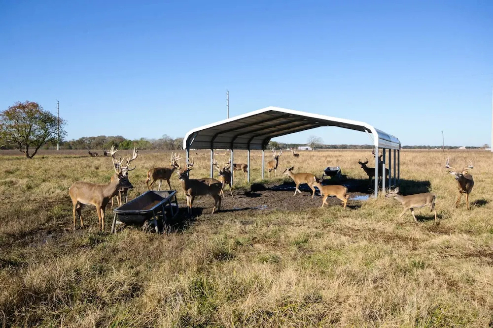 Lakefront Wallis Ranch w/ Private Beach & Patio!