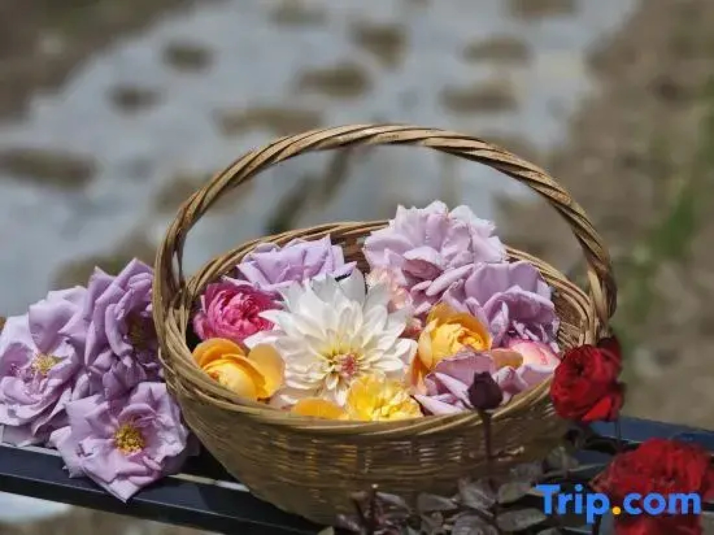 yubengNO.2yuanfangdejia