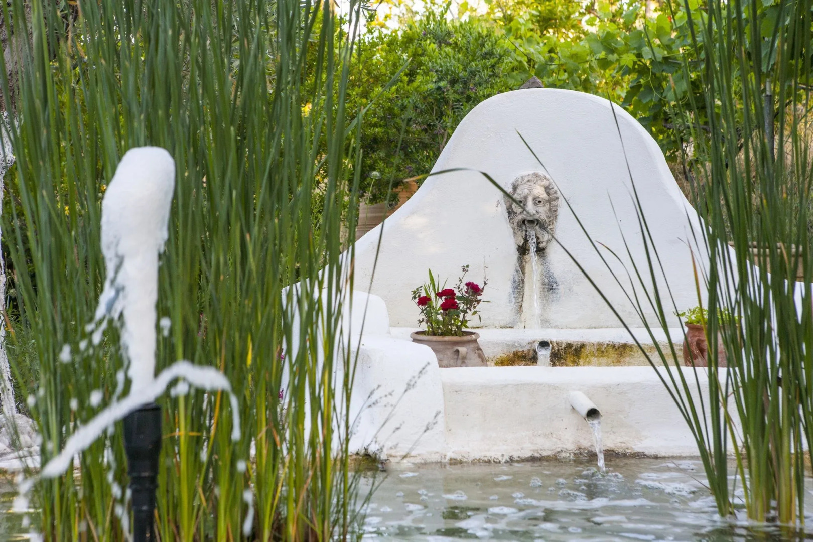 The Olive Yard House