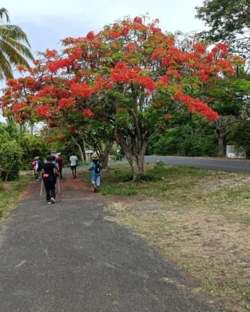 Studio Hibiscus Le Kayela