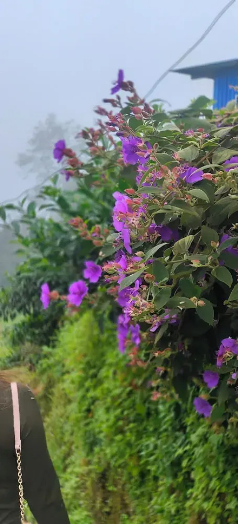 Zero Points TheLaure cottage Shreeantu