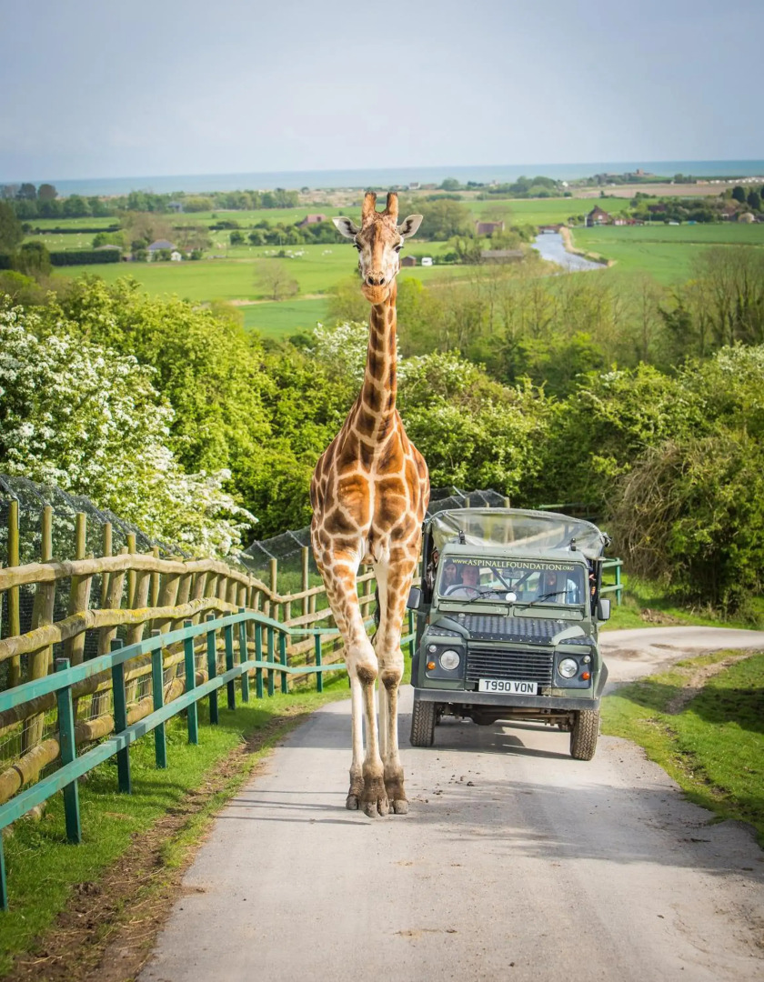 Port Lympne Reserve - Port Lympne Hotel