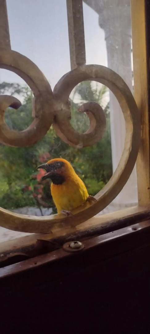 Real Owl Guest House