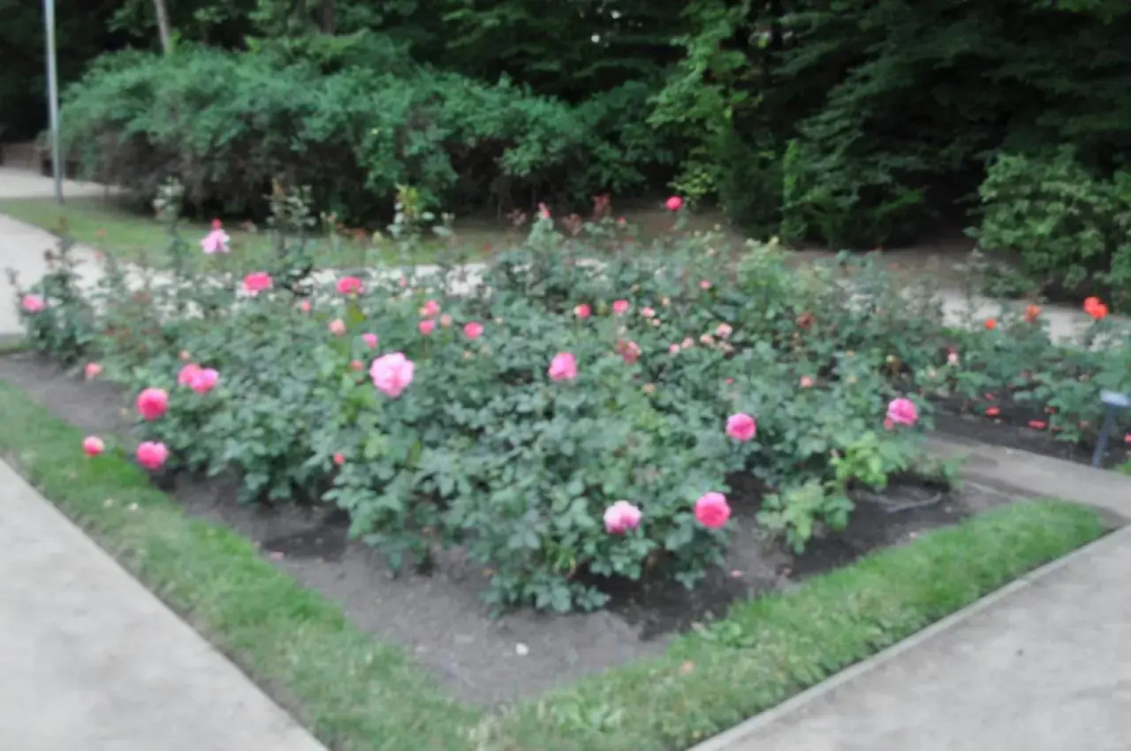 Willa Pod Starymi Lipami