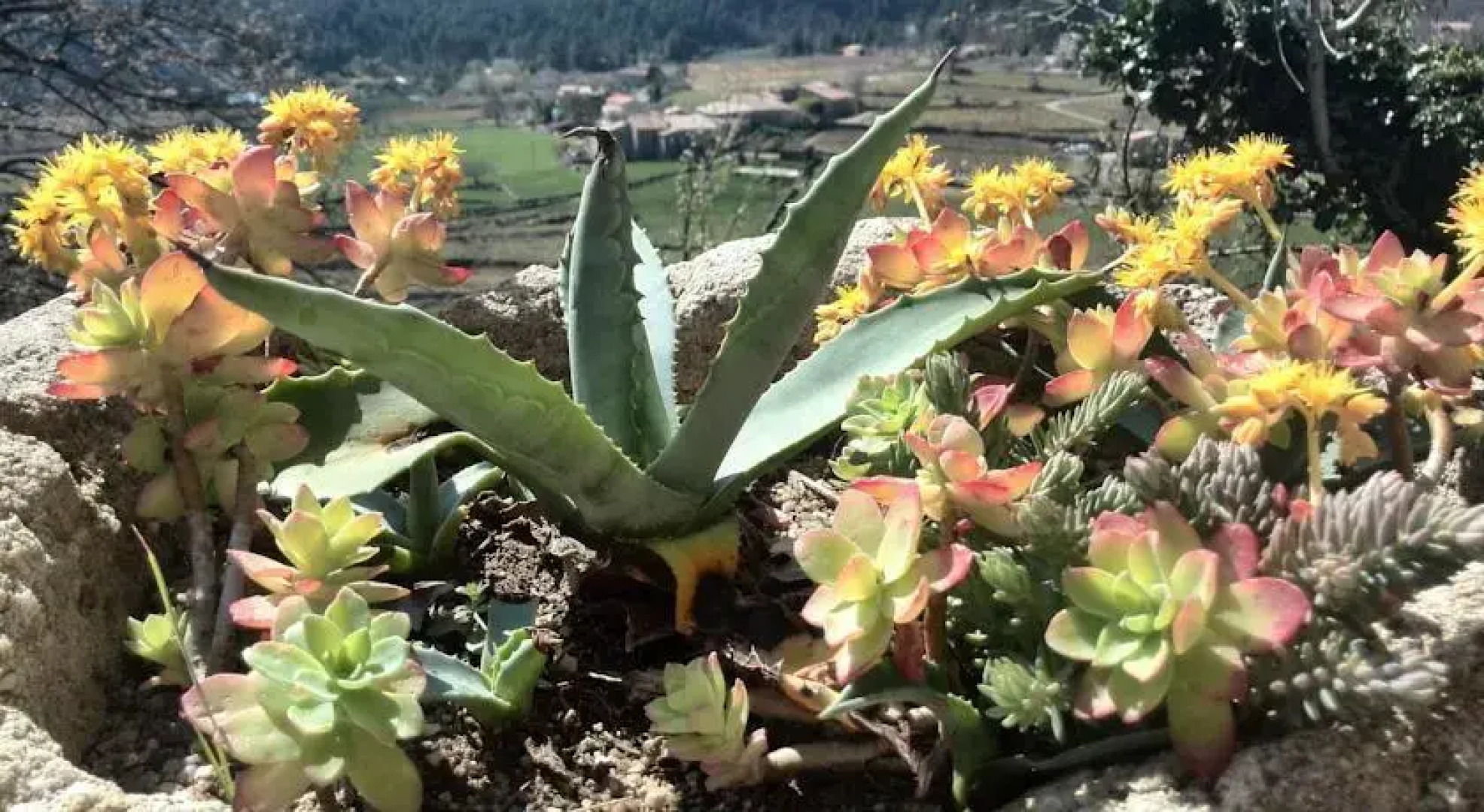 Maison Vierthaler en bas