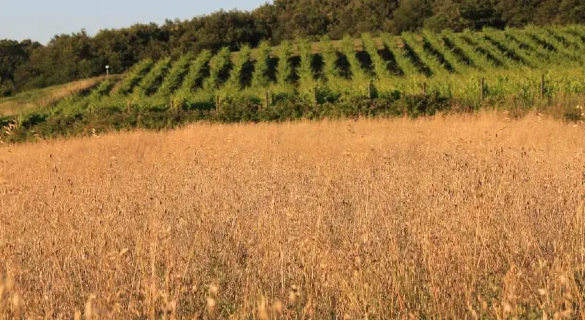 Borgo di Toiano Country Holidays