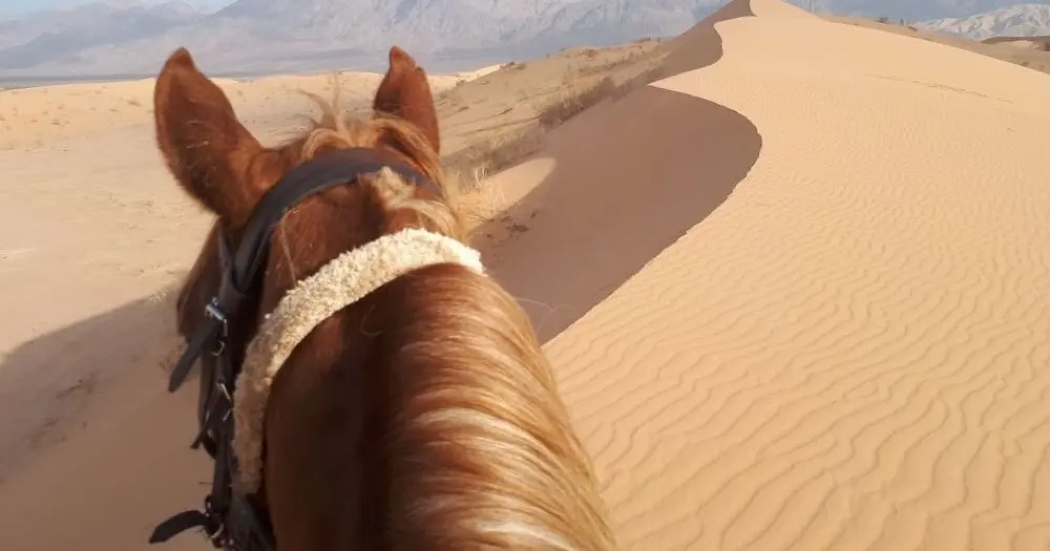 Seven Wonders Bedouin Camp