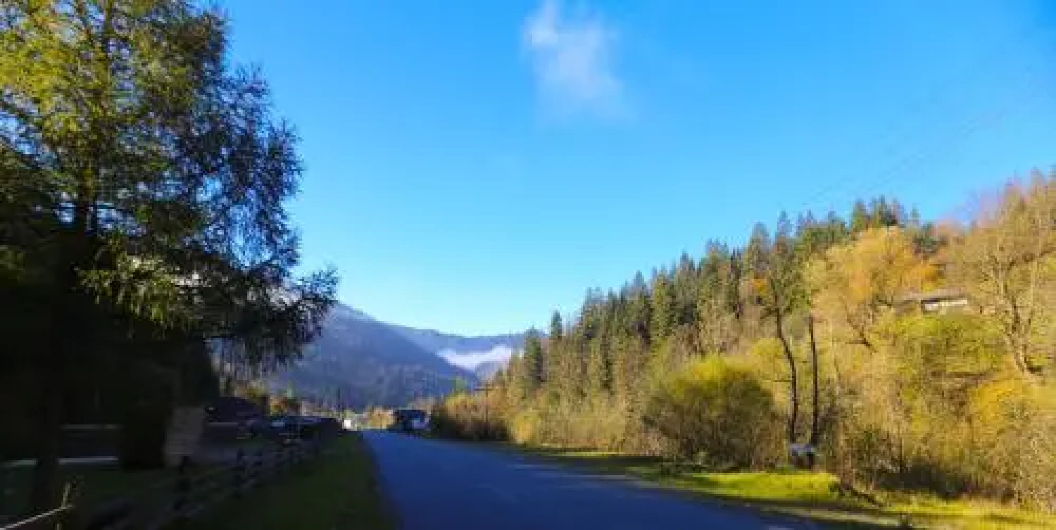 Sadyba Lisova Kvitka