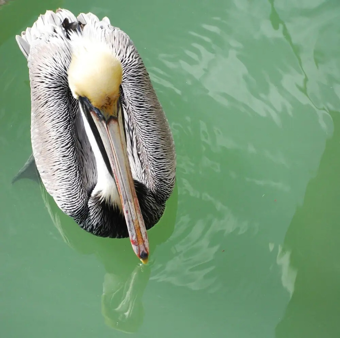 The Pineapple Cottage