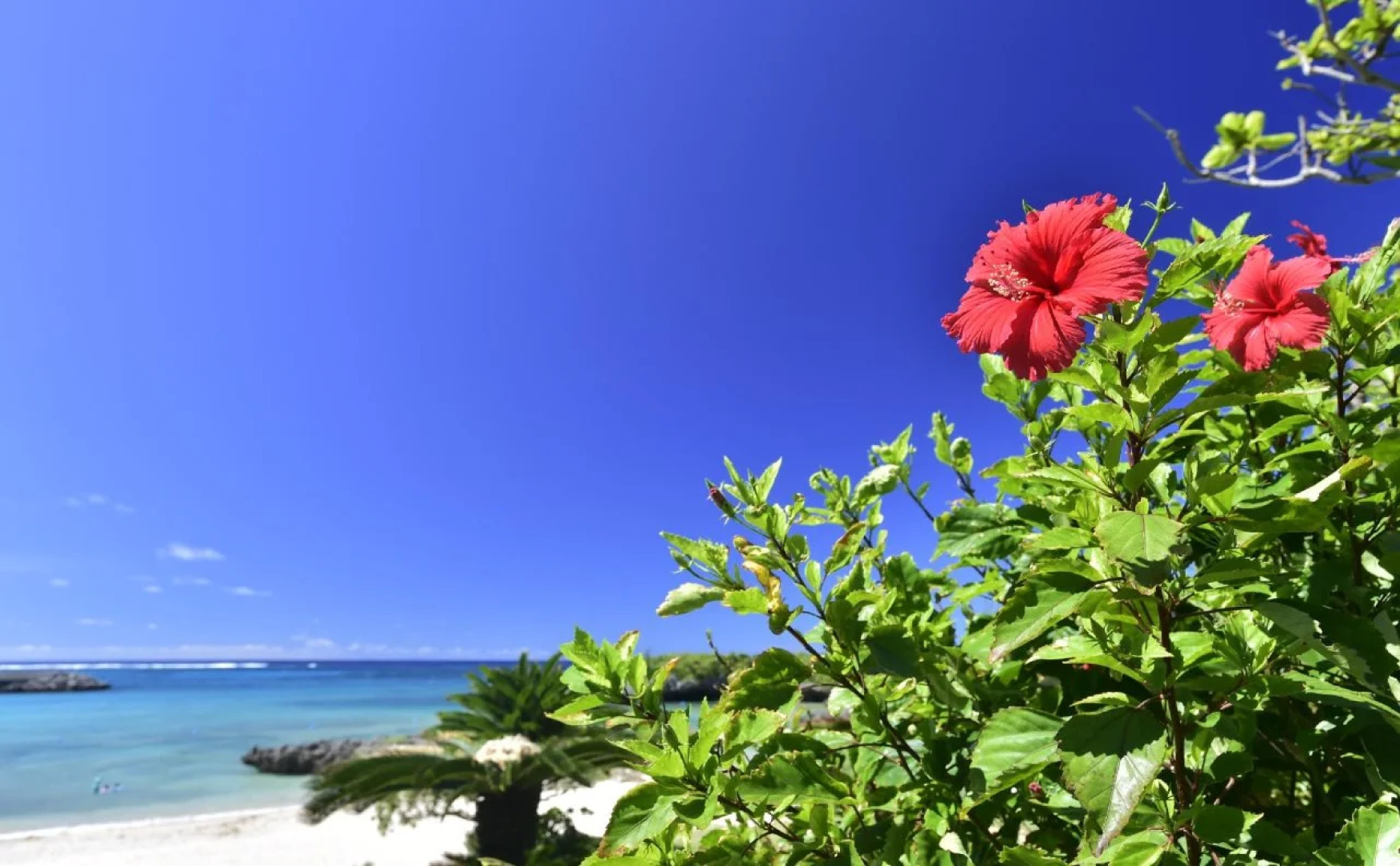 Hot Cross Point SANTA MONICA