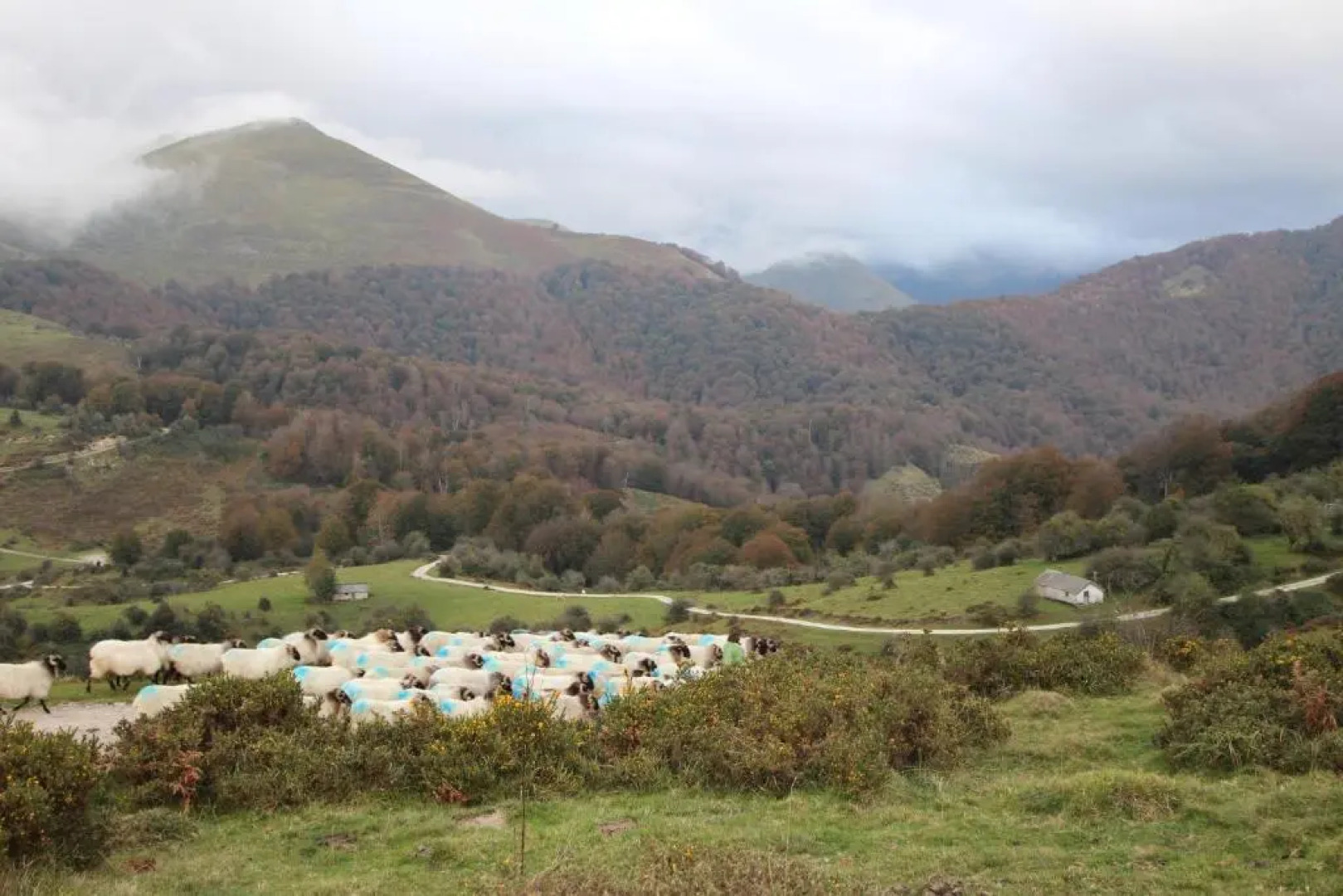 Apartamentos Zabalarena Artzaia