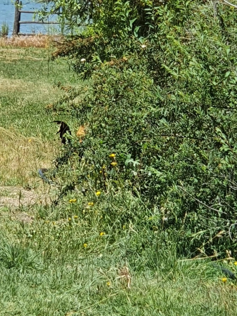 Parcela de 3 hectáreas con orilla de Lago
