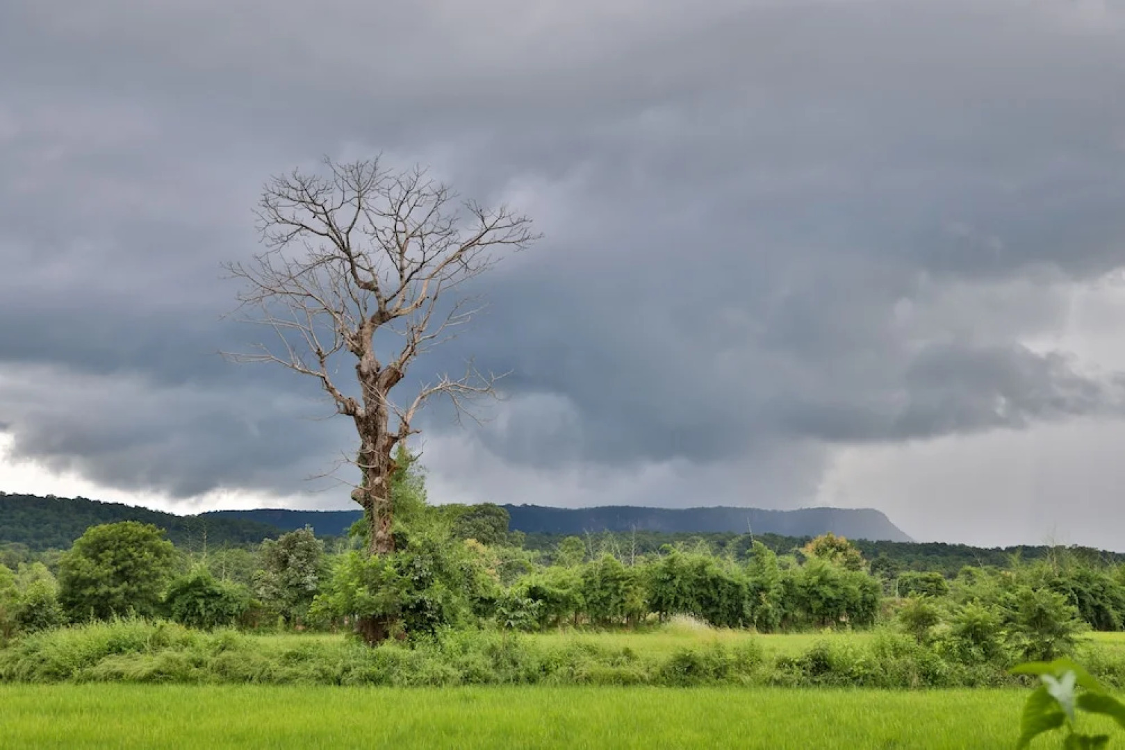 The Untamed Bandhavgarh by TUTC