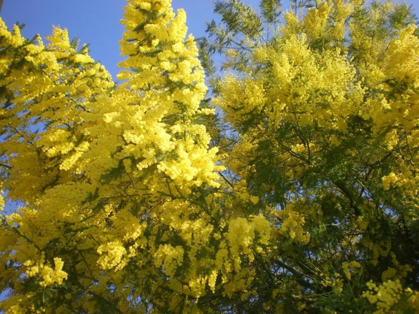 Bed and Breakfast Mimosa