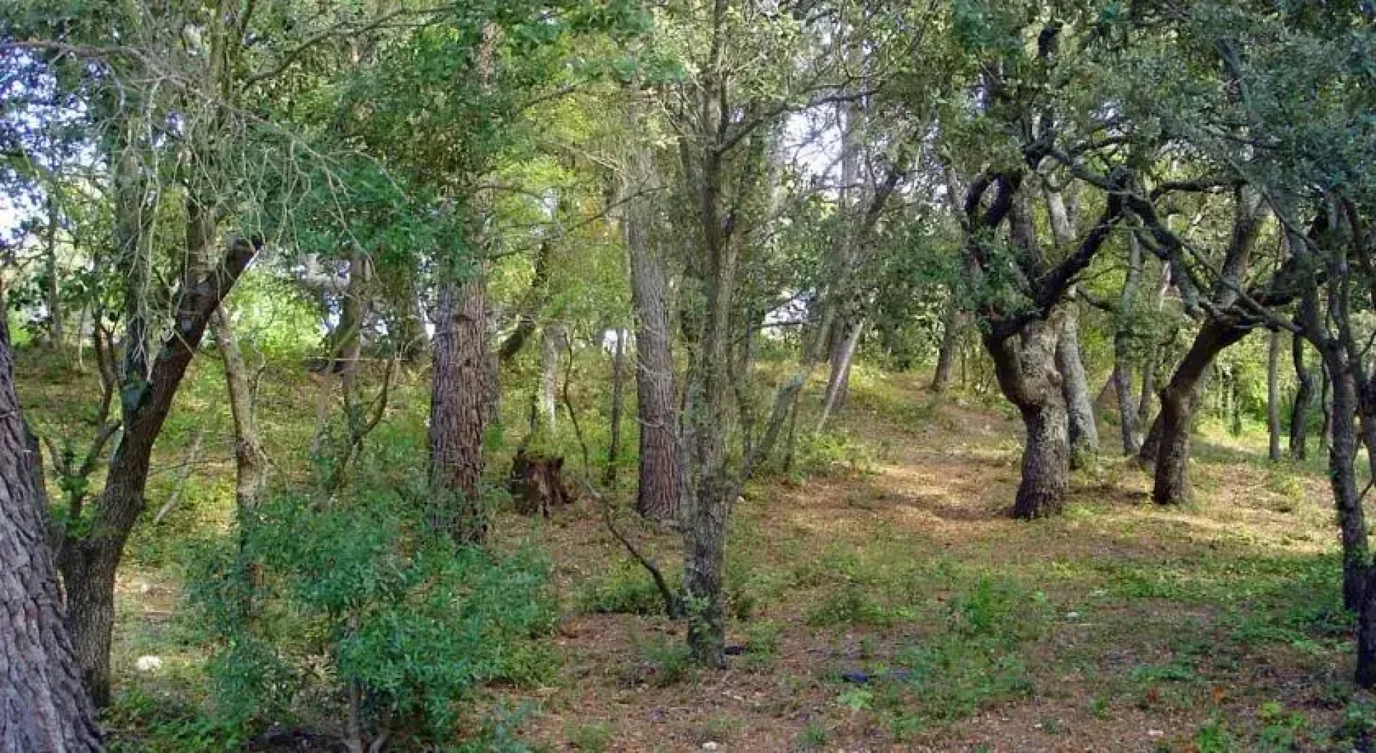 Commanderie des Taillades