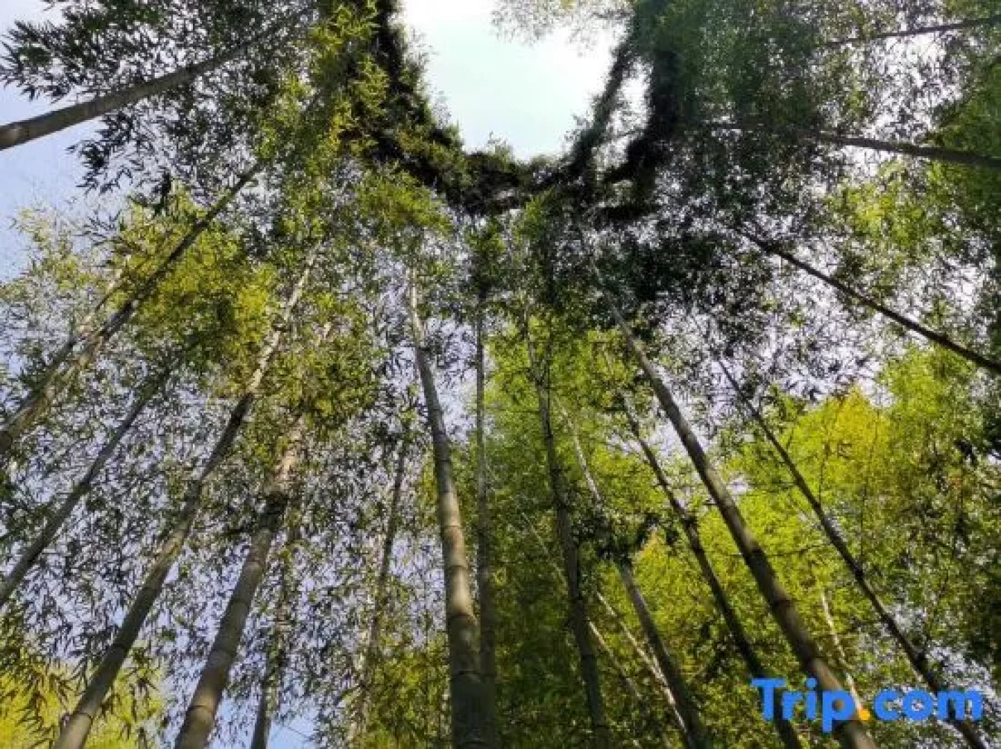 Zizai Pingjiang Wild Luxury Resort