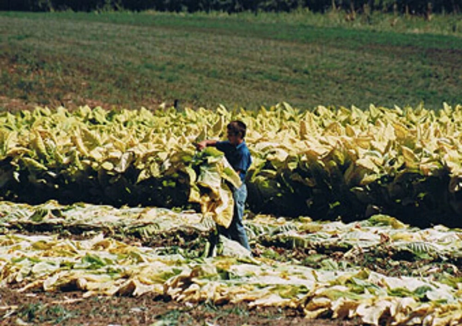 A Suite Escape Bed & Breakfast and Vacation Home