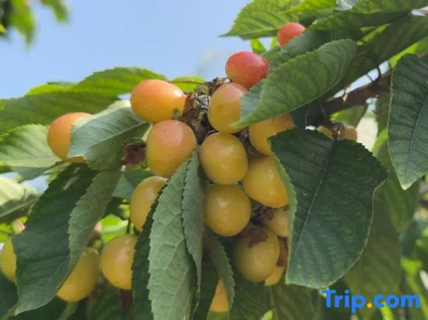 Holiday Inn Baoding Xingrui