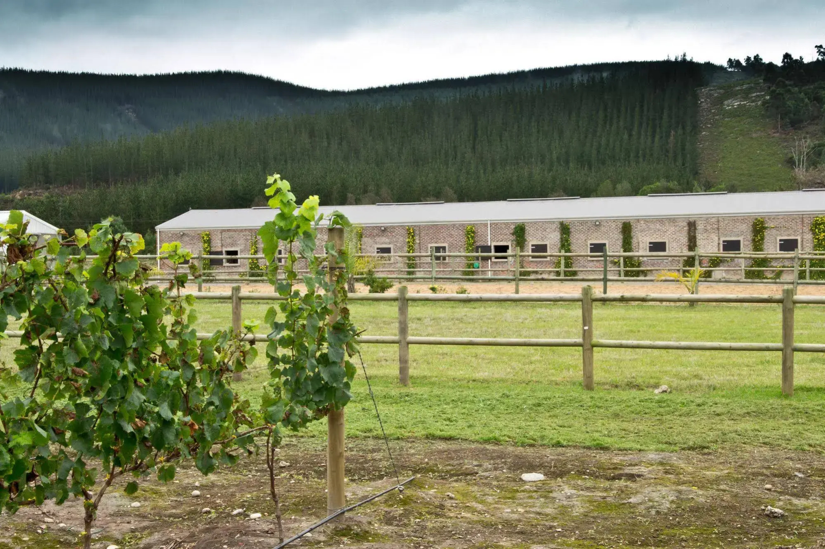 Kay and Monty Vineyard View