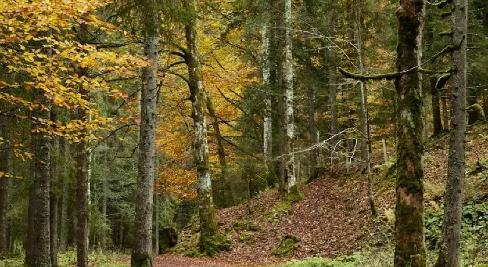 House Aurora, Schwarzsee, Fribourg