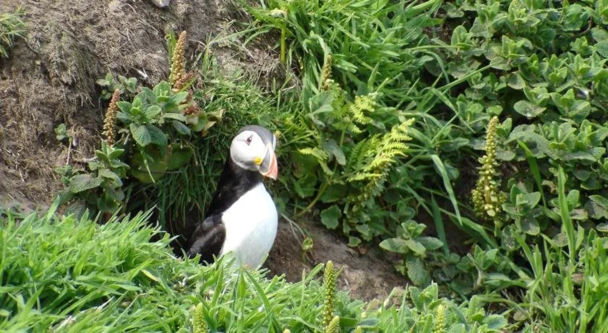 The Brown Trout Hotel