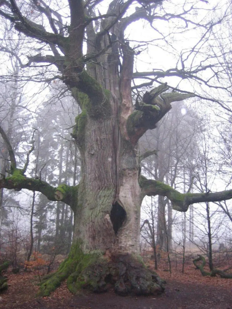 Gasthaus Zum Lindenwirt