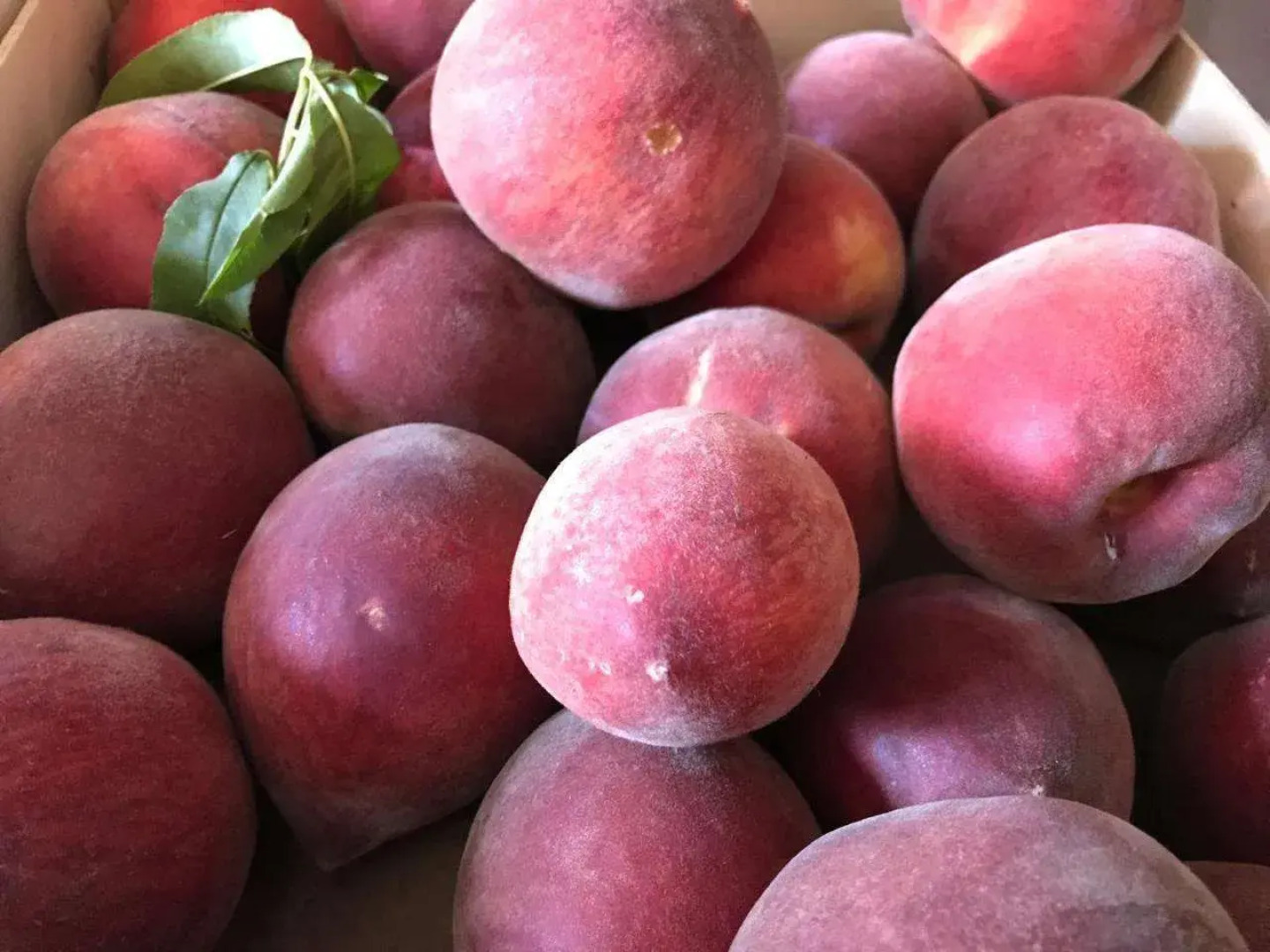 Agriturismo Il Giglio