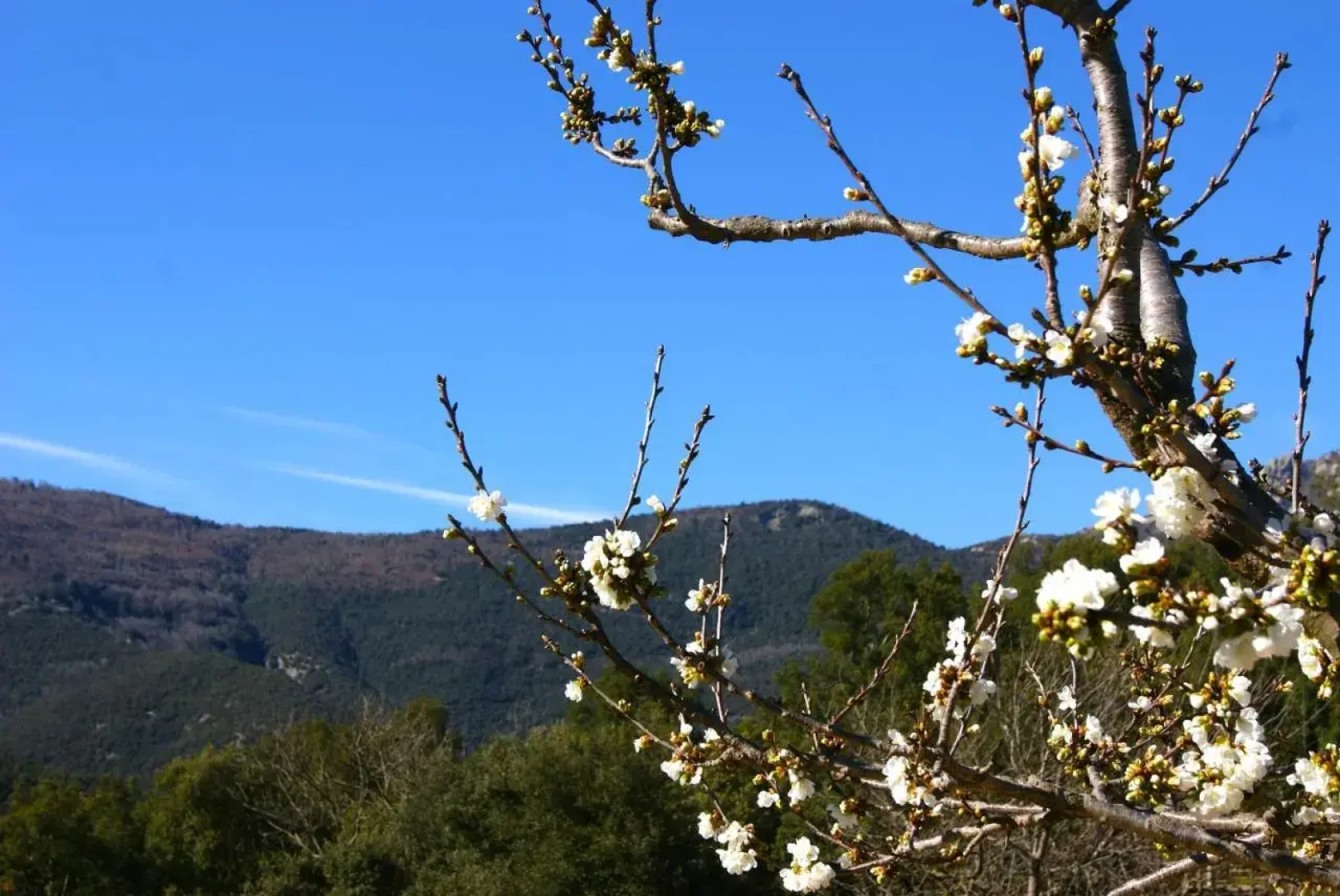Restaurante y Alojamiento Can Mach