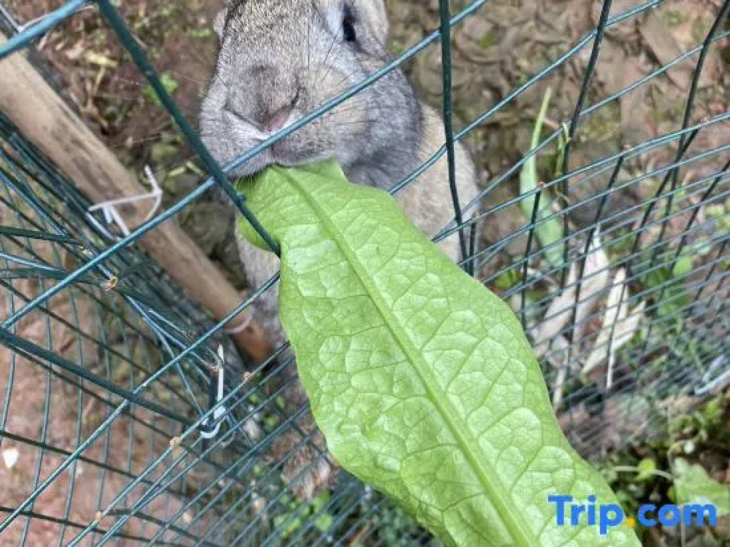 Blossom Hill Hotel Ya'An Tea Horse Department Hote
