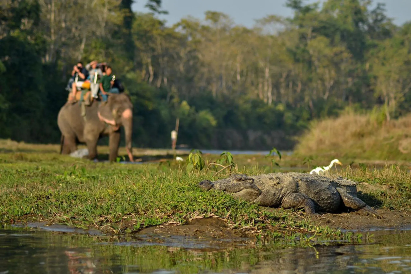 Traveller Jungle Camp