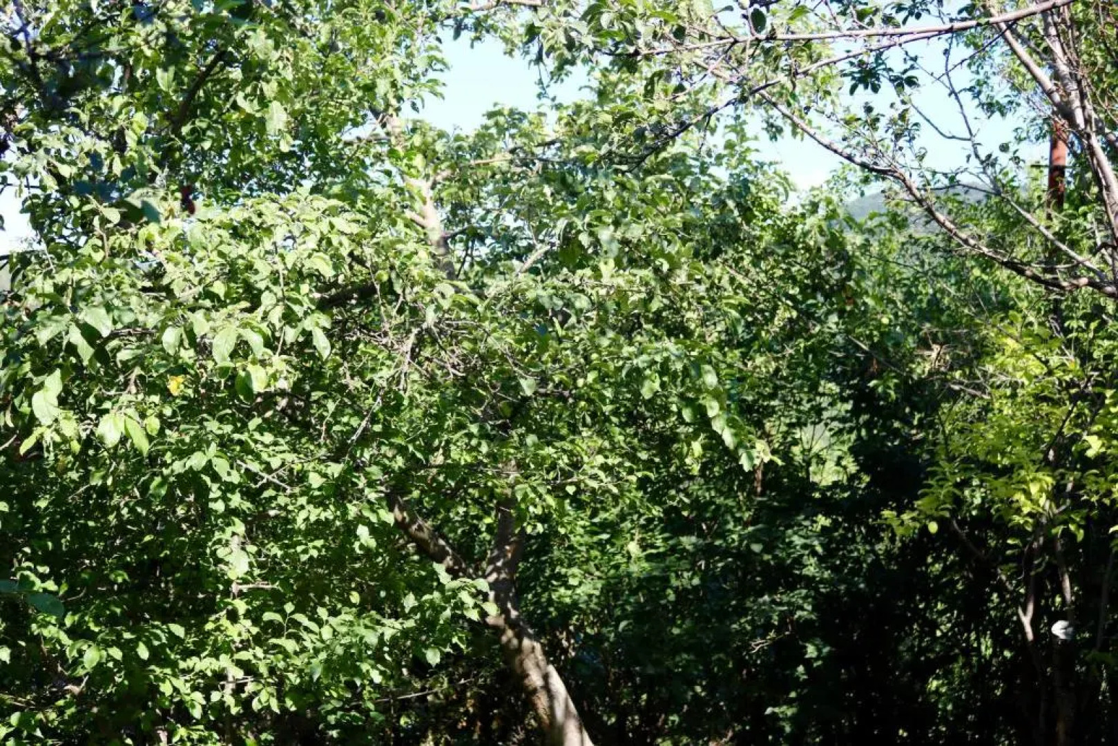 Dilijan Family House