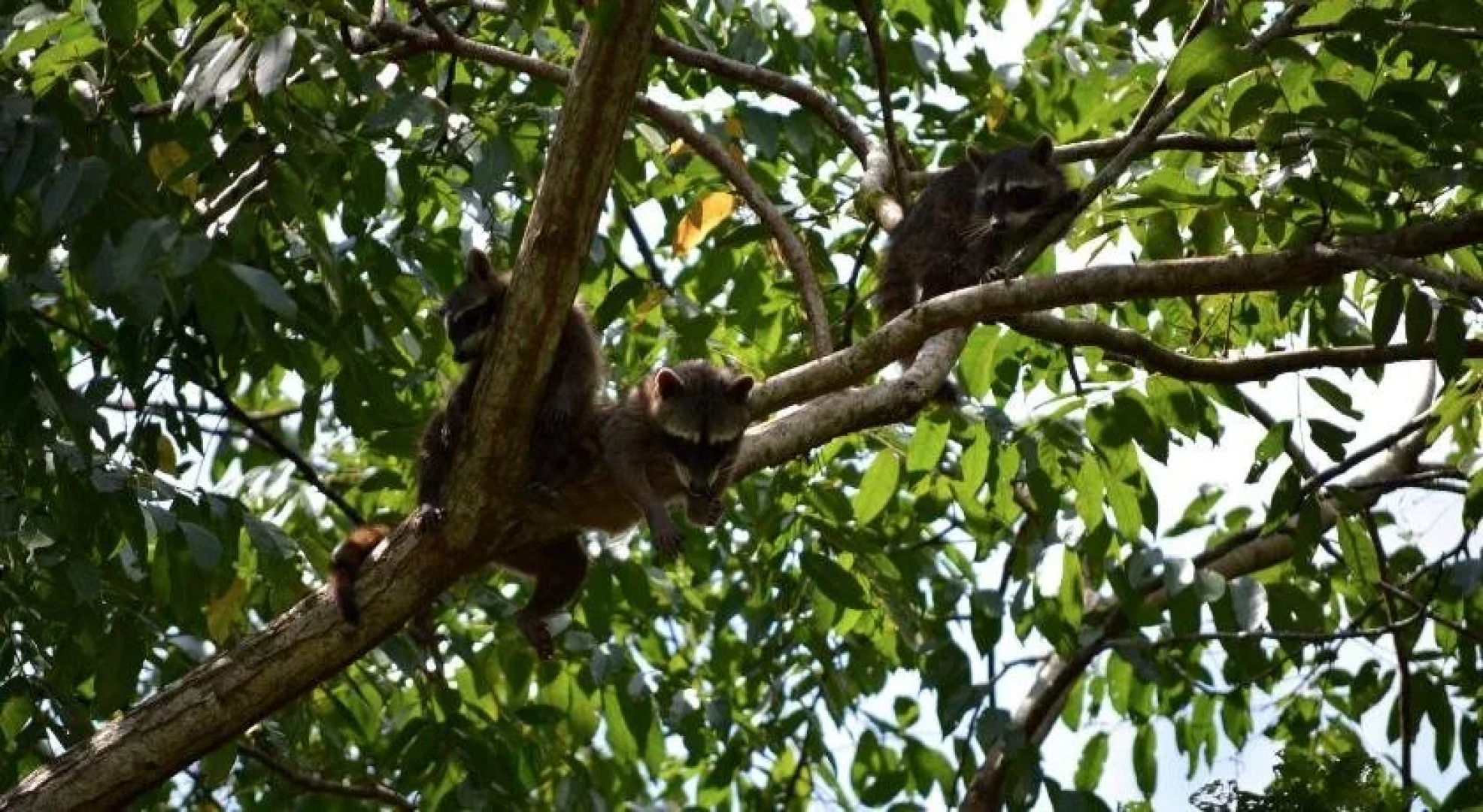 Manoas Luxury Camping and Villa Rentals