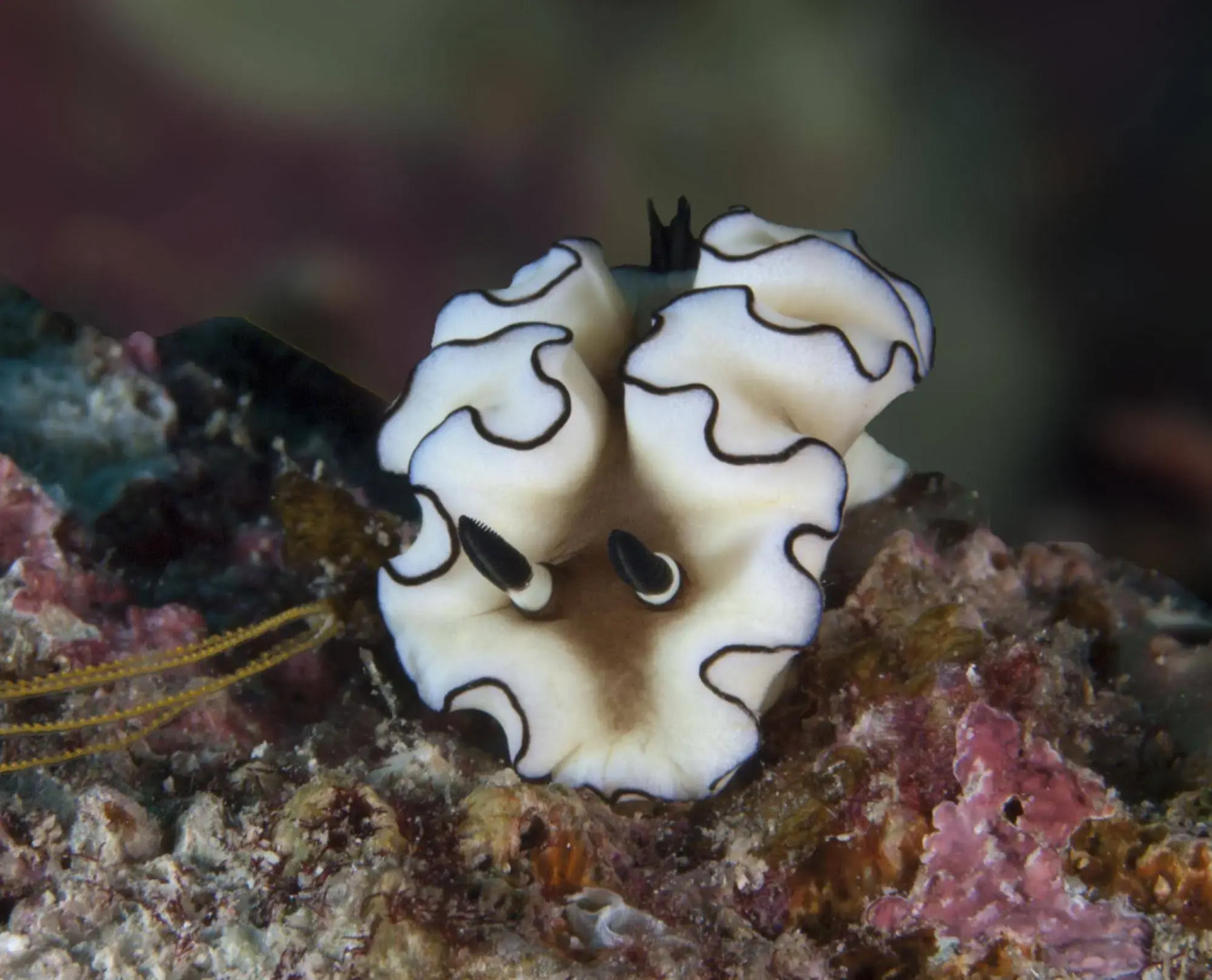 The Reef Dive Resort