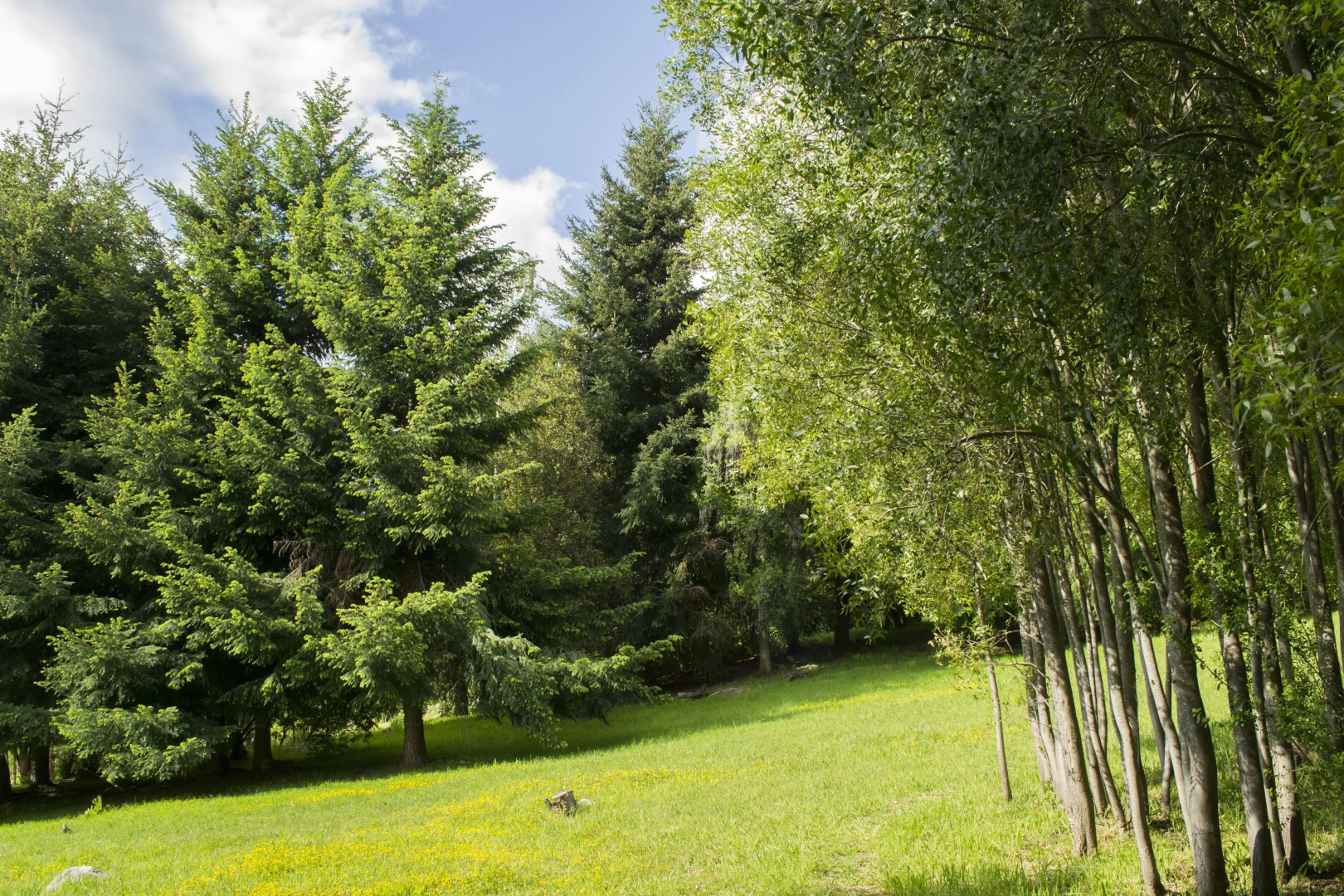 Buena Vida Social Club