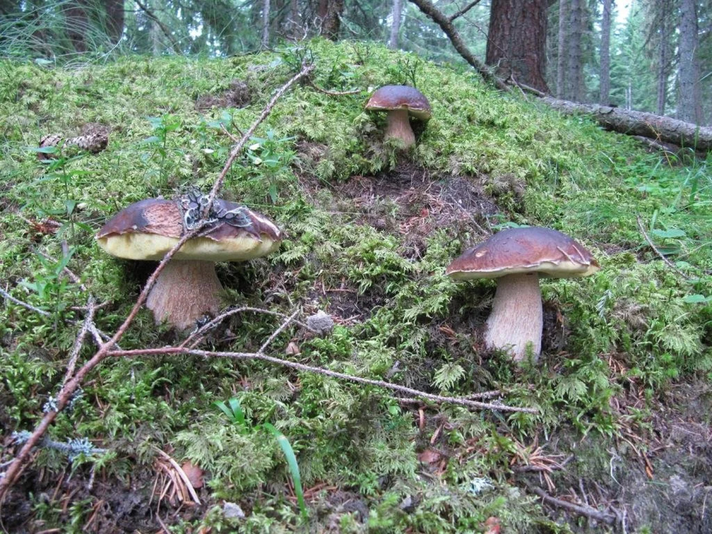 Haus Ofner am Kreischberg