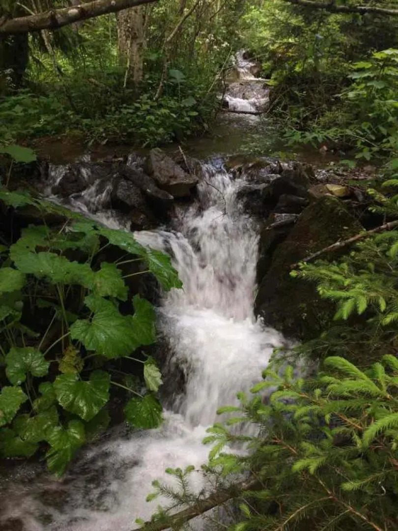 Synevyrskyj Chardash