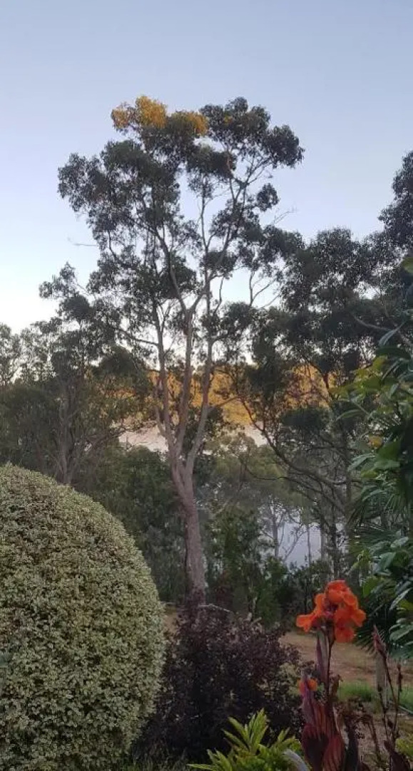 Mt Lofty Botanic Garden Studio