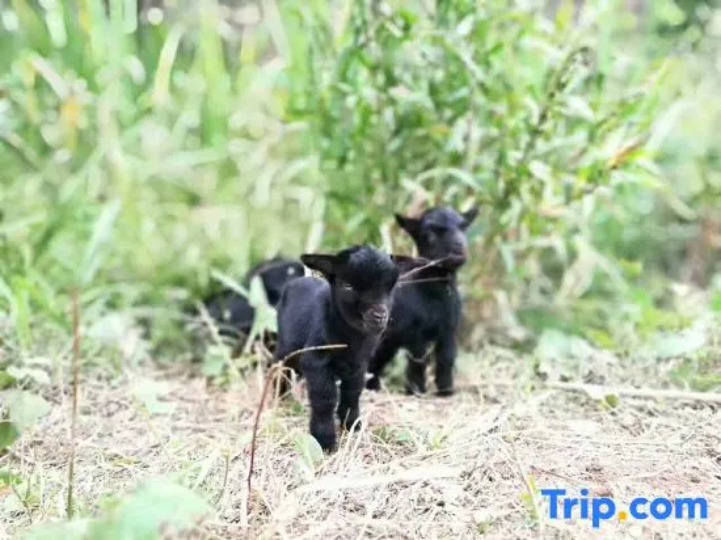 Zizai Pingjiang Wild Luxury Resort