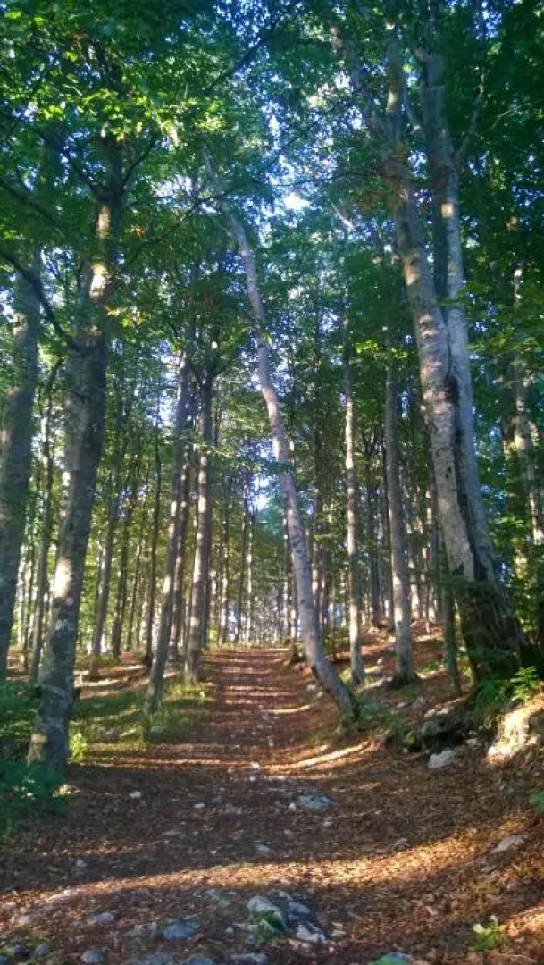 Apartment Benky Pican