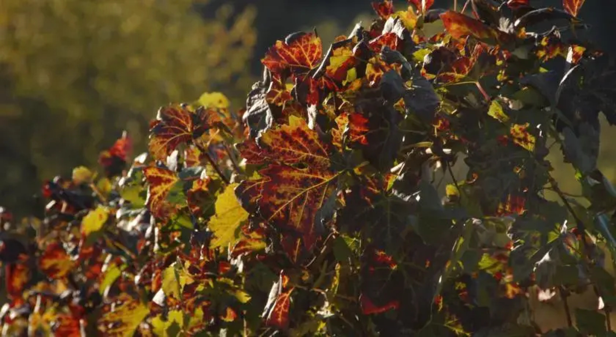 Bed and Breakfast San Carlo